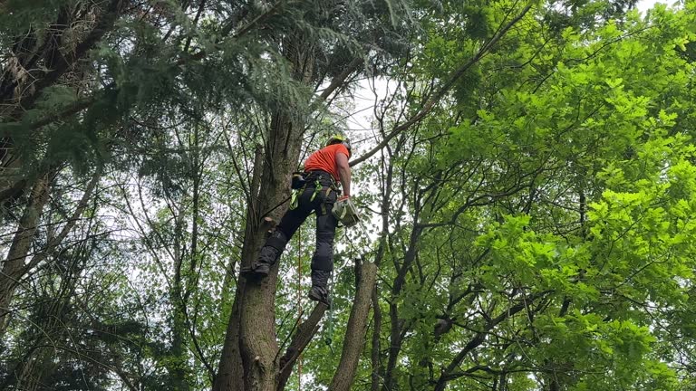 How Our Tree Care Process Works  in  England, AR