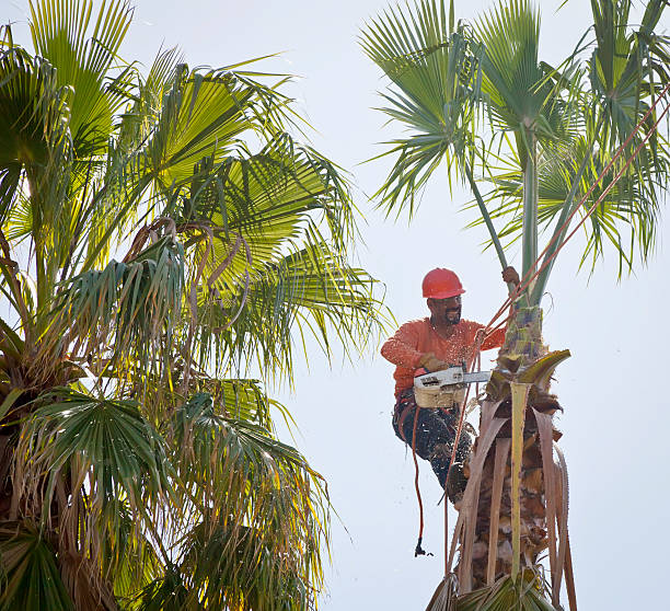 Best Commercial Tree Services  in England, AR